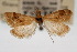  ( - CNCLEP00074442)  @11 [ ] CreativeCommons - Attribution Non-Commercial Share-Alike (2010) Jean-Francois Landry, Canadian National Collections Canadian National Collections