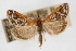  ( - CNCLEP00074443)  @14 [ ] CreativeCommons - Attribution Non-Commercial Share-Alike (2010) Jean-Francois Landry, Canadian National Collections Canadian National Collections