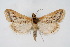  (Pyrausta ochreicostalis - CNCLEP00074452)  @14 [ ] CreativeCommons - Attribution Non-Commercial Share-Alike (2010) Jean-Francois Landry, Canadian National Collections Canadian National Collections