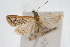  ( - CNCLEP00074453)  @11 [ ] CreativeCommons - Attribution Non-Commercial Share-Alike (2010) Jean-Francois Landry, Canadian National Collections Canadian National Collections