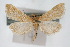  ( - CNCLEP00074456)  @11 [ ] CreativeCommons - Attribution Non-Commercial Share-Alike (2010) Jean-Francois Landry, Canadian National Collections Canadian National Collections