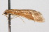  ( - CNCLEP00074460)  @11 [ ] CreativeCommons - Attribution Non-Commercial Share-Alike (2010) Jean-Francois Landry, Canadian National Collections Canadian National Collections