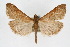  ( - CNCLEP00074467)  @11 [ ] CreativeCommons - Attribution Non-Commercial Share-Alike (2010) Jean-Francois Landry, Canadian National Collections Canadian National Collections