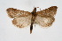  ( - CNCLEP00074468)  @11 [ ] CreativeCommons - Attribution Non-Commercial Share-Alike (2010) Jean-Francois Landry, Canadian National Collections Canadian National Collections