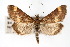  (Pyrausta nicalis - CNCLEP00074473)  @14 [ ] CreativeCommons - Attribution Non-Commercial Share-Alike (2010) Jean-Francois Landry, Canadian National Collections Canadian National Collections