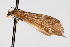  ( - CNCLEP00074474)  @12 [ ] CreativeCommons - Attribution Non-Commercial Share-Alike (2010) Jean-Francois Landry, Canadian National Collections Canadian National Collections