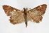  (Pyrausta grotei - CNCLEP00074475)  @13 [ ] CreativeCommons - Attribution Non-Commercial Share-Alike (2010) Jean-Francois Landry, Canadian National Collections Canadian National Collections