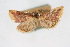  ( - CNCLEP00074482)  @11 [ ] CreativeCommons - Attribution Non-Commercial Share-Alike (2010) Jean-Francois Landry, Canadian National Collections Canadian National Collections