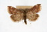  ( - CNCLEP00074484)  @11 [ ] CreativeCommons - Attribution Non-Commercial Share-Alike (2010) Jean-Francois Landry, Canadian National Collections Canadian National Collections