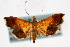  ( - CNCLEP00074486)  @14 [ ] CreativeCommons - Attribution Non-Commercial Share-Alike (2010) Jean-Francois Landry, Canadian National Collections Canadian National Collections