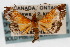 ( - CNCLEP00074487)  @13 [ ] CreativeCommons - Attribution Non-Commercial Share-Alike (2010) Jean-Francois Landry, Canadian National Collections Canadian National Collections