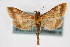  (Pyrausta onythesalis - CNCLEP00074491)  @15 [ ] CreativeCommons - Attribution Non-Commercial Share-Alike (2010) Jean-Francois Landry, Canadian National Collections Canadian National Collections