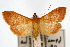  (Pyrausta aurea - CNCLEP00074498)  @15 [ ] CreativeCommons - Attribution Non-Commercial Share-Alike (2010) Jean-Francois Landry, Canadian National Collections Canadian National Collections