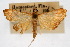  (Pyrausta insignitalis - CNCLEP00074499)  @14 [ ] CreativeCommons - Attribution Non-Commercial Share-Alike (2010) Jean-Francois Landry, Canadian National Collections Canadian National Collections