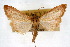  (Pyrausta klotsi - CNCLEP00074500)  @15 [ ] CreativeCommons - Attribution Non-Commercial Share-Alike (2010) Jean-Francois Landry, Canadian National Collections Canadian National Collections