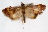  ( - CNCLEP00074501)  @13 [ ] CreativeCommons - Attribution Non-Commercial Share-Alike (2010) Jean-Francois Landry, Canadian National Collections Canadian National Collections