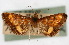  ( - CNCLEP00074505)  @11 [ ] CreativeCommons - Attribution Non-Commercial Share-Alike (2010) Jean-Francois Landry, Canadian National Collections Canadian National Collections
