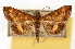  ( - CNCLEP00074506)  @11 [ ] CreativeCommons - Attribution Non-Commercial Share-Alike (2010) Jean-Francois Landry, Canadian National Collections Canadian National Collections
