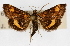  ( - CNCLEP00074513)  @14 [ ] CreativeCommons - Attribution Non-Commercial Share-Alike (2010) Jean-Francois Landry, Canadian National Collections Canadian National Collections
