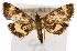  ( - CNCLEP00074514)  @14 [ ] CreativeCommons - Attribution Non-Commercial Share-Alike (2010) Jean-Francois Landry, Canadian National Collections Canadian National Collections