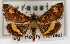  ( - CNCLEP00074515)  @14 [ ] CreativeCommons - Attribution Non-Commercial Share-Alike (2010) Jean-Francois Landry, Canadian National Collections Canadian National Collections