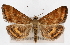  (Pyrausta borealis - CNCLEP00074522)  @15 [ ] CreativeCommons - Attribution Non-Commercial Share-Alike (2010) Jean-Francois Landry, Canadian National Collections Canadian National Collections