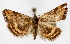  ( - CNCLEP00074524)  @11 [ ] CreativeCommons - Attribution Non-Commercial Share-Alike (2010) Jean-Francois Landry, Canadian National Collections Canadian National Collections