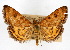  (Pyrausta insequalis - CNCLEP00074526)  @15 [ ] CreativeCommons - Attribution Non-Commercial Share-Alike (2010) Jean-Francois Landry, Canadian National Collections Canadian National Collections