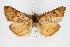  (Pyrausta tatalis - CNCLEP00074532)  @15 [ ] CreativeCommons - Attribution Non-Commercial Share-Alike (2010) Jean-Francois Landry, Canadian National Collections Canadian National Collections