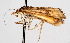  ( - CNCLEP00074533)  @14 [ ] CreativeCommons - Attribution Non-Commercial Share-Alike (2010) Jean-Francois Landry, Canadian National Collections Canadian National Collections