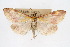  ( - CNCLEP00074541)  @13 [ ] CreativeCommons - Attribution Non-Commercial Share-Alike (2010) Jean-Francois Landry, Canadian National Collections Canadian National Collections