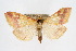  ( - CNCLEP00074542)  @11 [ ] CreativeCommons - Attribution Non-Commercial Share-Alike (2010) Jean-Francois Landry, Canadian National Collections Canadian National Collections