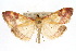  (Pyrausta scurralis CS - CNCLEP00074544)  @15 [ ] CreativeCommons - Attribution Non-Commercial Share-Alike (2010) Jean-Francois Landry, Canadian National Collections Canadian National Collections