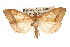  ( - CNCLEP00074545)  @14 [ ] CreativeCommons - Attribution Non-Commercial Share-Alike (2010) Jean-Francois Landry, Canadian National Collections Canadian National Collections