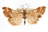  ( - CNCLEP00074548)  @11 [ ] CreativeCommons - Attribution Non-Commercial Share-Alike (2010) Jean-Francois Landry, Canadian National Collections Canadian National Collections