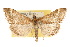  ( - CNCLEP00074549)  @13 [ ] CreativeCommons - Attribution Non-Commercial Share-Alike (2010) Jean-Francois Landry, Canadian National Collections Canadian National Collections