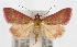  (Pyrausta laticlavia - CNCLEP00074562)  @14 [ ] CreativeCommons - Attribution Non-Commercial Share-Alike (2010) Jean-Francois Landry, Canadian National Collections Canadian National Collections