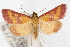  ( - CNCLEP00074564)  @13 [ ] CreativeCommons - Attribution Non-Commercial Share-Alike (2010) Jean-Francois Landry, Canadian National Collections Canadian National Collections