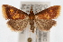  (Pyrausta acrionalis - CNCLEP00074567)  @15 [ ] CreativeCommons - Attribution Non-Commercial Share-Alike (2010) Jean-Francois Landry, Canadian National Collections Canadian National Collections