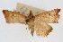  ( - CNCLEP00074570)  @13 [ ] CreativeCommons - Attribution Non-Commercial Share-Alike (2010) Jean-Francois Landry, Canadian National Collections Canadian National Collections
