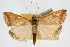  (Pyrausta antisocialis - CNCLEP00074571)  @15 [ ] CreativeCommons - Attribution Non-Commercial Share-Alike (2010) Jean-Francois Landry, Canadian National Collections Canadian National Collections