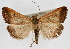  ( - CNCLEP00074573)  @14 [ ] CreativeCommons - Attribution Non-Commercial Share-Alike (2010) Jean-Francois Landry, Canadian National Collections Canadian National Collections