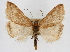  (Pyrausta fodinalis - CNCLEP00074580)  @15 [ ] CreativeCommons - Attribution Non-Commercial Share-Alike (2010) Jean-Francois Landry, Canadian National Collections Canadian National Collections