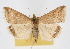  ( - CNCLEP00074581)  @15 [ ] CreativeCommons - Attribution Non-Commercial Share-Alike (2010) Jean-Francois Landry, CNC and Zhaofu Yang, BIO Canadian National Collections