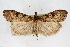  ( - CNCLEP00074601)  @14 [ ] CreativeCommons - Attribution Non-Commercial Share-Alike (2010) Jean-Francois Landry, CNC and Zhaofu Yang, BIO Canadian National Collections