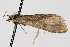  ( - CNCLEP00074618)  @12 [ ] CreativeCommons - Attribution Non-Commercial Share-Alike (2010) Jean-Francois Landry, CNC and Zhaofu Yang, BIO Canadian National Collections