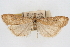  ( - CNCLEP00074647)  @11 [ ] CreativeCommons - Attribution Non-Commercial Share-Alike (2010) Jean-Francois Landry, CNC and Zhaofu Yang, BIO Canadian National Collections