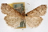  ( - CNCLEP00074658)  @11 [ ] CreativeCommons - Attribution Non-Commercial Share-Alike (2010) Jean-Francois Landry, CNC and Zhaofu Yang, BIO Canadian National Collections