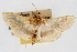  ( - CNCLEP00074700)  @11 [ ] CreativeCommons - Attribution Non-Commercial Share-Alike (2010) Jean-Francois Landry, CNC and Zhaofu Yang, BIO Canadian National Collections