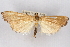  ( - CNCLEP00074736)  @14 [ ] CreativeCommons - Attribution Non-Commercial Share-Alike (2010) Jean-Francois Landry, CNC and Zhaofu Yang, BIO Canadian National Collections